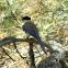 Azure-winged Magpie