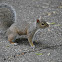Eastern Gray Squirrel