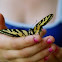 tiger swallowtail butterfly