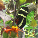 Heliconius hewitsoni