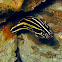 Six-lined Soapfish
