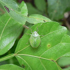 Stink bug