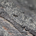 Black Ant