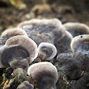 juvenile Turkey Tails