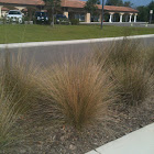 Saw Grass