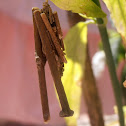 Bagworm