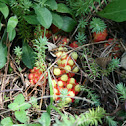 Cytinus