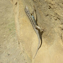 Western Fence Lizard