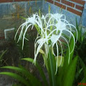 Lirio araña 