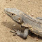 Black Iguana