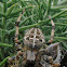 Cross Spider