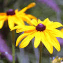 Black-eyed Susan