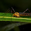 Tiger Crane Fly