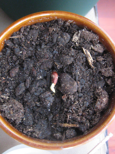 germination of seed. the first germinated seed,
