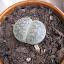 Lithops lesliei