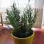 RBerenguel's Lavender