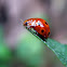 Ladybird