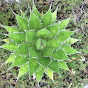 Maguey