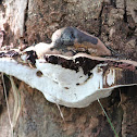 Bracket fungi