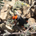 Master Blister Beetle
