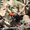 Master Blister Beetle