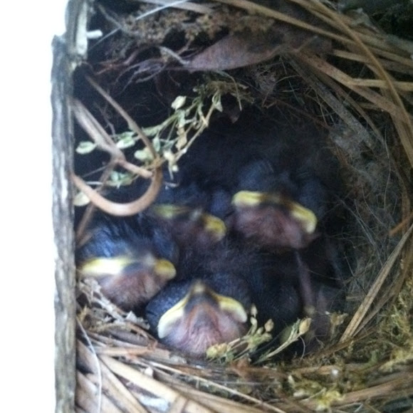 Spotting Image 1
