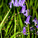 Bluebell