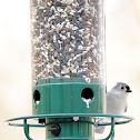 Tufted Titmouse