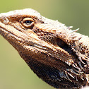 Eastern Bearded Dragon