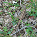 Green Anole