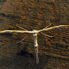 plume moth