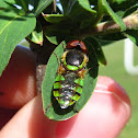 Soldier Fly
