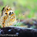 Blue Pansy