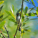 Warbling Vireo