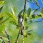 Warbling Vireo