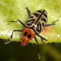 Beetle
