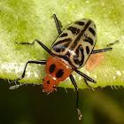 Beetle