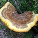 Yellow Polypore