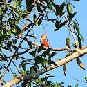 Squirrel Cuckoo