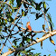 Squirrel Cuckoo