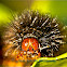 catepillar