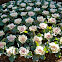 Ornamental Kale, Flowering Cabbage