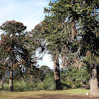 Araucaria, Pehuén