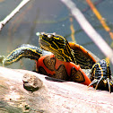 Western Painted Turtle
