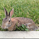 Cottontail rabbit