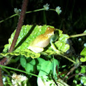 Pererequinha do brejo