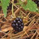 Common Blackberry