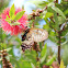 Clearwing Swallowtail