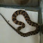 Northern Water Snake