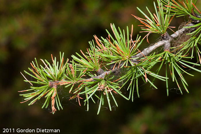 Western Larch
